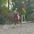 Bombproof, Beginner Safe Paint Horse Gelding for Sale 7 thumbnail