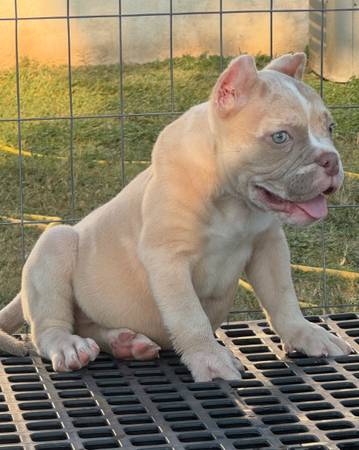 Cachorros American Bully (Bullies)63372790036611123