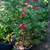 Crepe Myrtle Trees – Summer Blooms 1 thumbnail