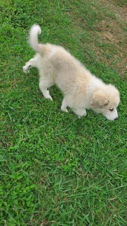 Livestock guardian puppies-$15063897334752131122