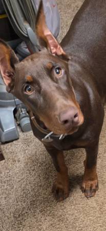 2 perras Doberman (Daleville)548655979739883523