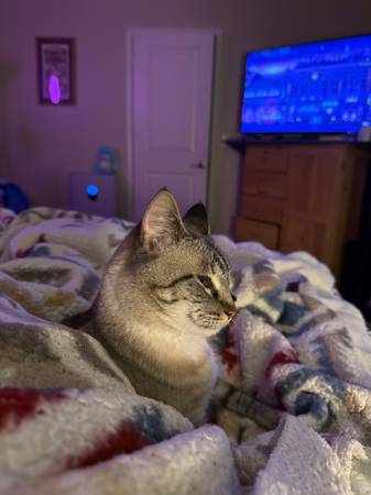 Female Lynx cat 1