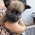 Fluffy puppy mix 7 thumbnail