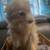 Pom-Terri. Pomeranian 12 thumbnail