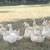 Pekin Ducks 2 thumbnail