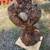 Spruce burl 1 thumbnail