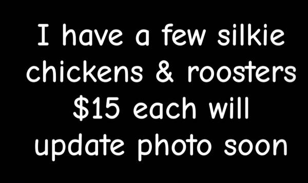 chickens & roosters 1