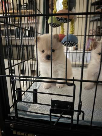 Pomerania (Los Ángeles)63865302901507120