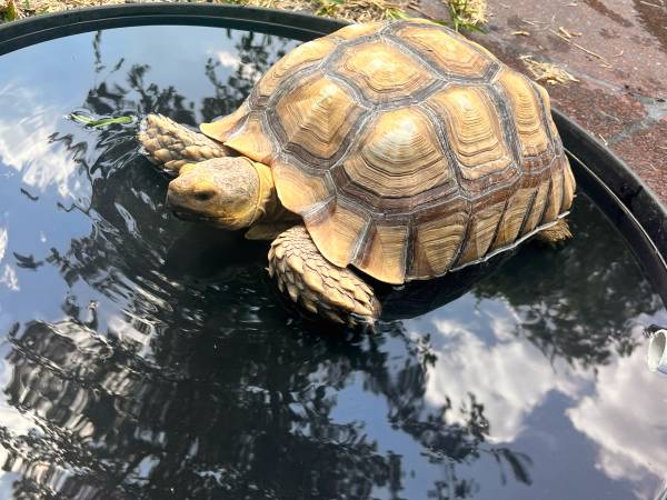Missing Sulcata Tortoise (Killeen)63839343893121120
