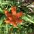 Plant Sale Sat 23 August 10:00 am to  1:00 pm 10 thumbnail