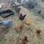 Chickens & Roosters 6 thumbnail