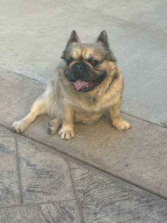 french bulldog female adult fluffy (Sacramento)63679341699585121