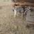 Nigerian dwarf bucks 3 thumbnail