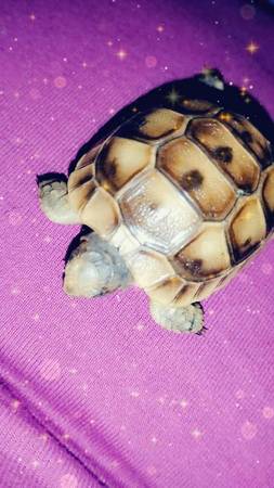 Male greek tortoise 1