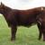 Shorthorn Steer, Shorthorn Plus Steer and 2 shorthorn heifers 4 thumbnail