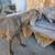 Dogs 8 thumbnail