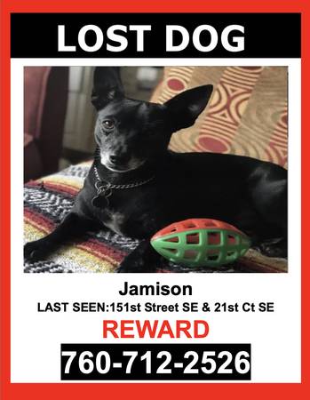 PERRO PERDIDO - Macho, Chihuahua Mixto - $$ Recompensa $$ (Bothell)64032357440001120