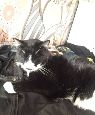 Rehoming Batman (Cat) 1