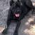 Cane Corso Lovers 3 thumbnail