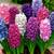 Gorgeous Giant Hyacinth Bulbs (16 left) 3 thumbnail