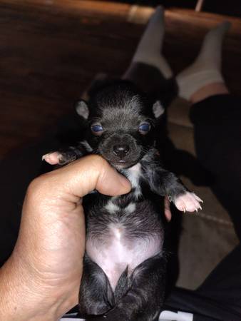 Chihuahuas pequeños de taza dulce63844233714691121