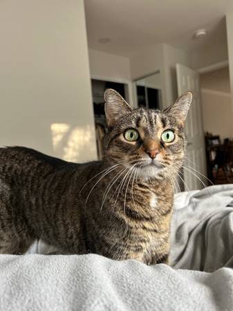 Missing Cat! (West Lochwood, Lakewood CO)63921243704066120