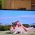 SONY DVD VCR COMBO PLAYER/ RECORDER+ ORIGINAL REMOTE/ Best Offer 6 thumbnail