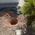 Palm Tree trimming shrub trimming Landscape clean up 8 thumbnail