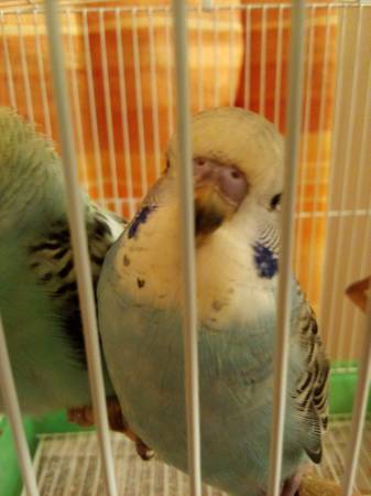 Large parakeet (English) (Minford)64022841727618123
