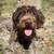 German Wirehaired Pointer 11 thumbnail