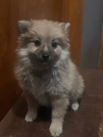 Pomeranian Puppies (Kingsport)63662847273473120
