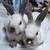 Loin Head baby bunnies born 6/26/25 2 thumbnail