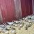 Guinea keets 3 thumbnail