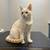 Flame point kitten with blue eyes to rehome 3 thumbnail