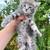 Summer MC Kittens 2 thumbnail