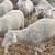 Polypay Ewe and Ram Lambs 5 thumbnail