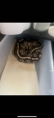 Ball pythons63860185474177121