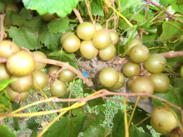 Muscadine cultivated grapevines for Sale 1