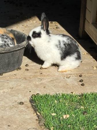 Bunnies for sale (Salisbury)63872576269571122