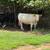 Bred cows 16 thumbnail