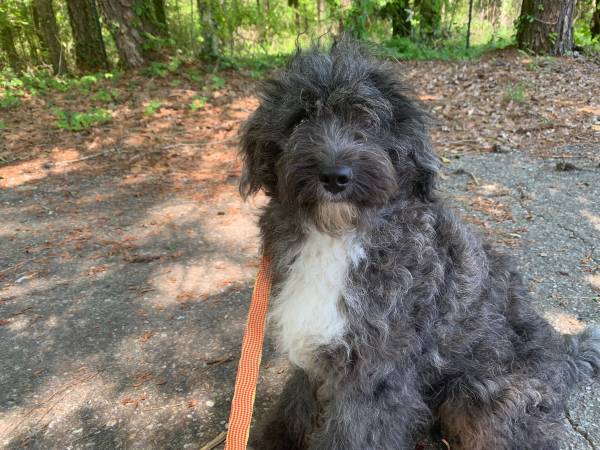 Australian Shepherd y Aussiedoodles (Ariton)63841380542467120