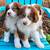 Standard Australian Shepherd Tri Puppies 1 thumbnail