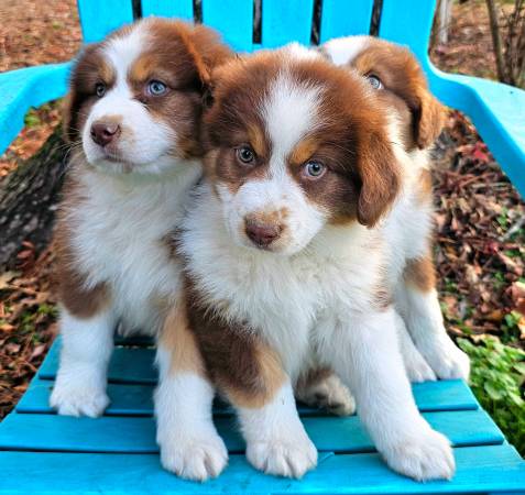 Standard Australian Shepherd Tri Puppies 1