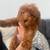 Toy Poodle 3 thumbnail
