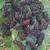 black mulberry trees, sweet Lebanese everbearing variety 2 thumbnail