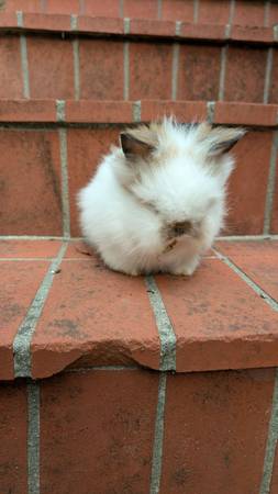 Conejitos Lionhead en Corralitos conejos conejo conejito (Libertad)64031023148033123