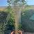 Ficus Tree - Potted 2 thumbnail