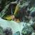 Aquarium and Pond Maintenance and supplies 9 thumbnail