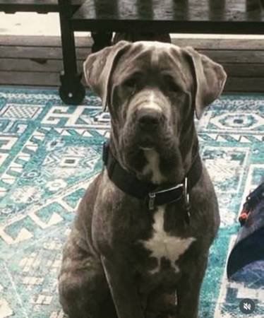 Cane corso female 1