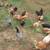 LAYING HENS CHICKENS Hen chicken 2 thumbnail